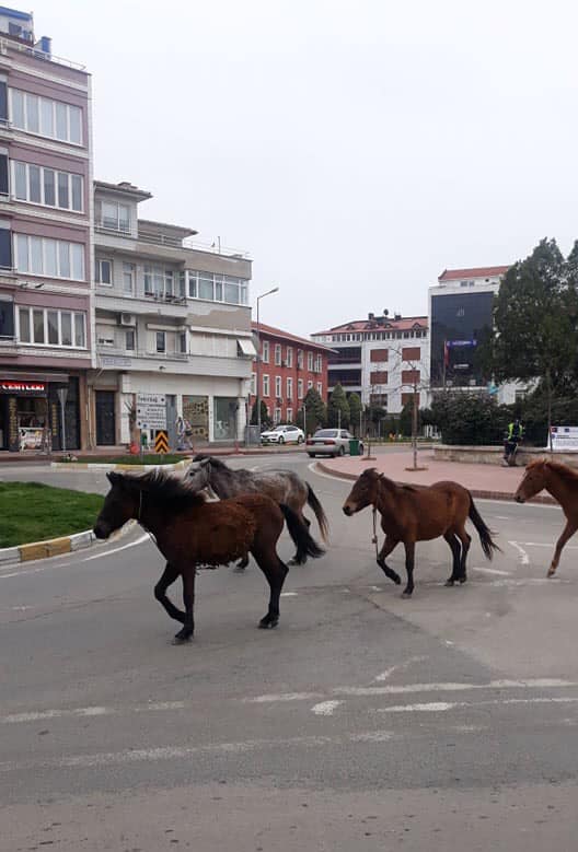 İlçemizde Sokaklar Atlara Kaldı !